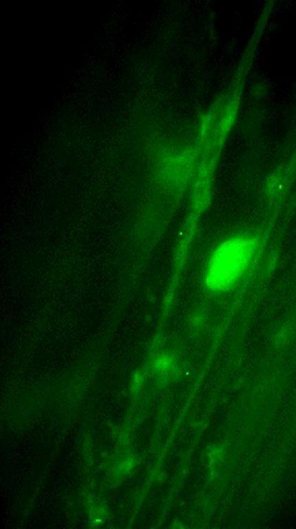 EREDMÉNYEK 93 szakos ingadozást mutat, és nem lehetetlen az sem, hogy a két alak eltérő sejtszervecskékben halmozódik fel. A Golgi zsákocska? ER? B Sejtmag Sejtplazma Sejtmag Sejtüreg Sejtüreg 25.