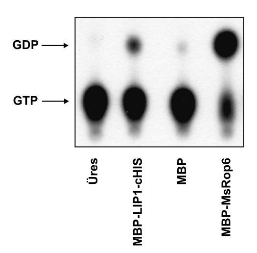 EREDMÉNYEK 94 A tisztított LIP1 fehérje képes GTP-t hasítani A LIP1 fehérje aminosavsorrendjének szokatlansága, különösen a katalitikus glutamin hiánya miatt arra gondoltunk, hogy a LIP1 esetleg
