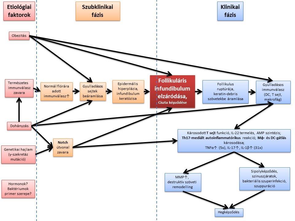 Feltételezett pathofiziológia Gáspár K., Remenyik É., Szegedi A.: A hidradenitis suppurativa pathofiziológiája. Bőrgy. Venerol. Szle.