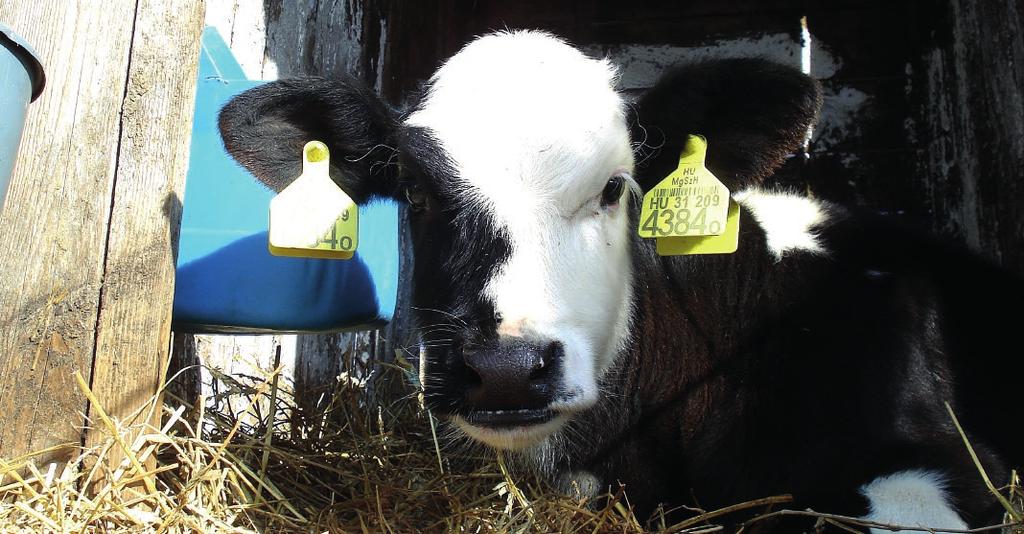 Tegnap kutatás - ma termék Vitafort VITACALF borjú és növendék üsző nevelési program Napjainkban a professzionális tejelő szarvasmarha takarmányozásban a Vitafort Zrt.