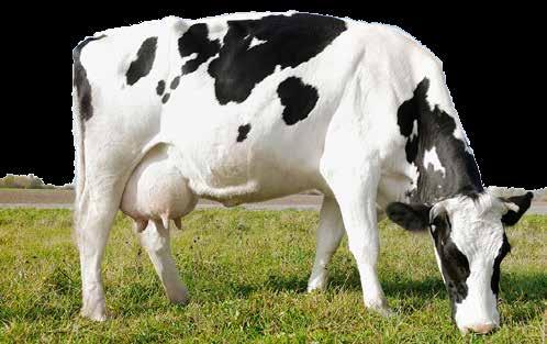 AJÁNDÉK THERMO MELLÉNY PMK 201716 PAROFOR 70 mg/g POR AJÁNDÉK Az ajándék értéke 6 990 Ft VÁLASZTHATÓ MÉRETEK: Női mellény 6 990 Ft S M L XL XXL