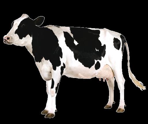 tőgyinfúzió vásárlása esetén egy thermo