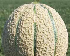 A BCS VS kifejezetten kizár bármilyen garanciát arra vonatkozóan, hogy a triploid hibrid görögdinnye magok teljesen magtalan gyümölcsöt fognak teremni.