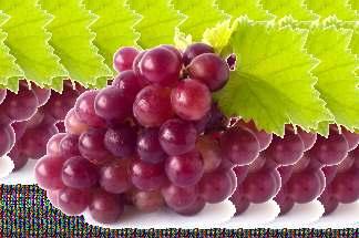 Polyram DF 700 g/kg me ram Az almafélék, a szőlő és a zöldségnövények egyik alapkészítménye a Polyram DF. A di okarbamátok közül a legkíméletesebb a ragadozó atkákkal szemben.