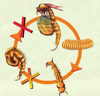 A vegyület egy rovarnövekedést szabályozó hormon hatását utánozza, és megzavarja a rovar életciklusát, megakadályozva annak teljes kifejlődését.