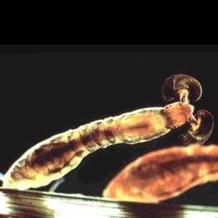 Lepkeszúnyogok (Psychodidae) Papatazi legyek
