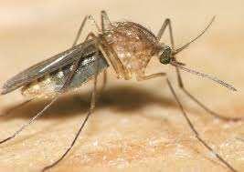 (Aedes