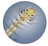 pipiens