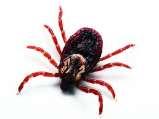 Hyalomma marginatum Ixodes acuminatus Ixodes canisuga (gyakran kutyán,