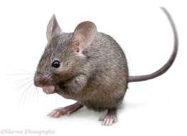 (Rattus rattus) A