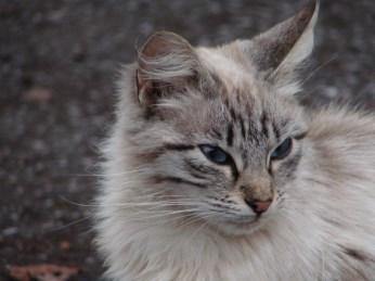 Felis