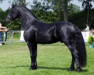Equus