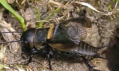 Fringilla