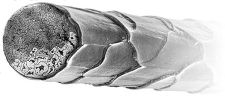 Gyapjú