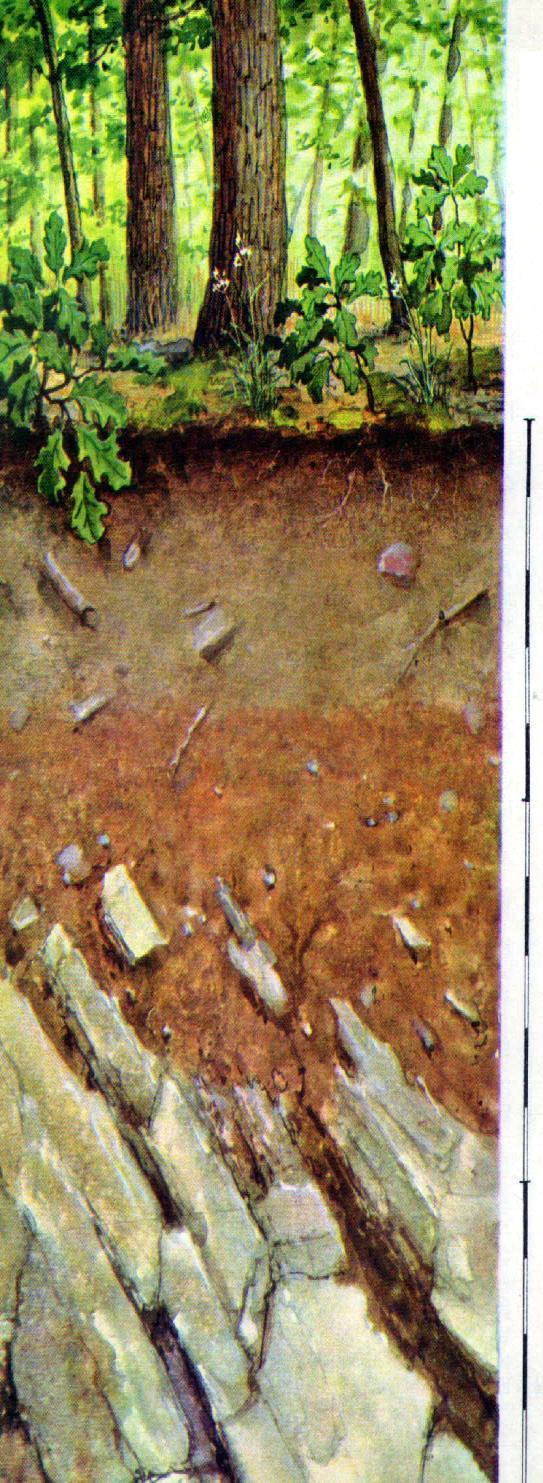 Podzolos barna erdőtalajok A 1 Sötét szürkésbarna, humuszos, laza, morzsás szint, gyökerekkel behálózott (0-10 cm). A Kilúgzási szint.