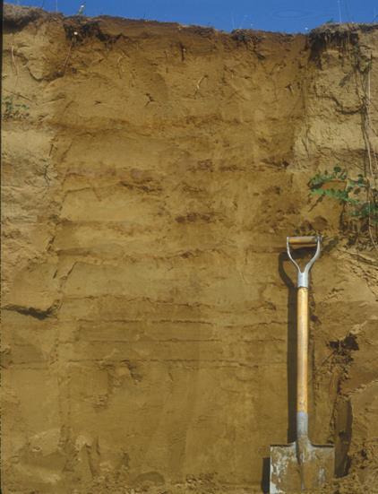 Kovárványos barna erdőtalaj A szint: általában 30-50 cm vastag, homokos szerkezet, világos barna színű, kis (1-2%) humusz tartalmú.