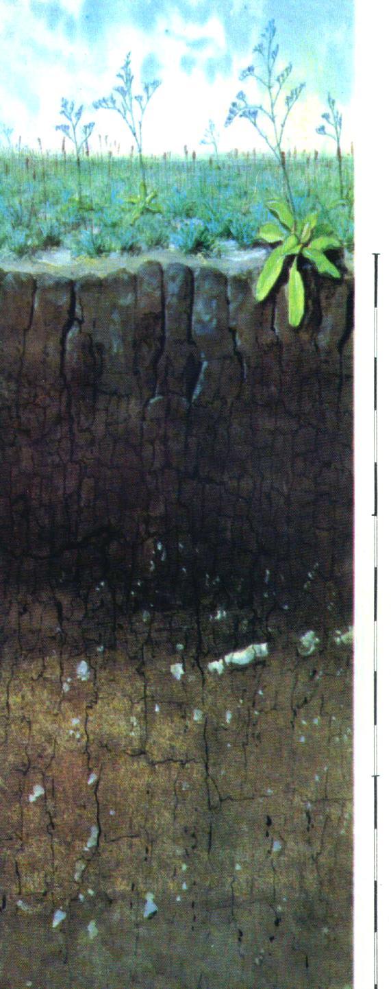 Réti szolonyec talajok A 0-20 cm vastag, világosszürke, szürkésbarna, poros, lemezes szerkezetű agyag. Humusztartalma alacsony, 1,5-2%.