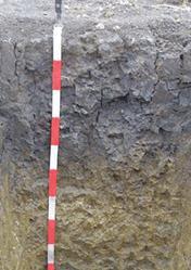 Réti talaj A szint: 0-20 cm, szerkezet szemcsés, szürkésfekete. Átmenet B felé fokozatos. B szint: 20-50 cm, hasábos szerkezetű, agyagos szint.