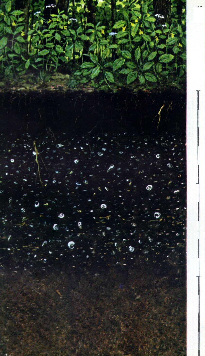 Mohaláp talajok Jellemző tulajdonságok A Fekete, porosan morzsás, laza koturéteg, meszet nem tartalmaz (0-22 cm).