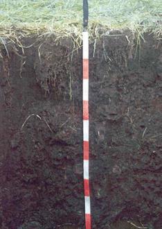 Rétláp talaj Rétláp talajok előfordulása: Hanság, Kis-Balaton, Tapolcai berek,