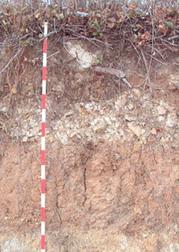 Lejtőhordalék talaj Egyes rétegek között nincs genetikai kapcsolat, azok nem a helyi talajképződés eredményei, a magasabban fekvő területekről lehordott talaj- és kőzetrészek egymásra