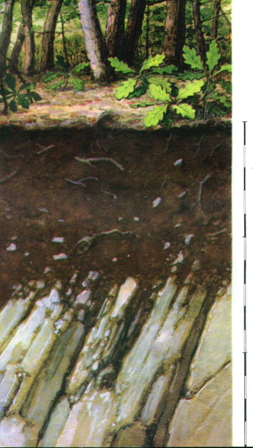 Ramann-féle barna erdőtalajok Jellemző tulajdonságok A Sötétbarna, humuszos, morzsás szerkezetű vályog. CaCO 3 -at nem tartalmaz, (0-10 cm). B Barnásvörös, apró diós, enyhén hasábos szerkezetű vályog.