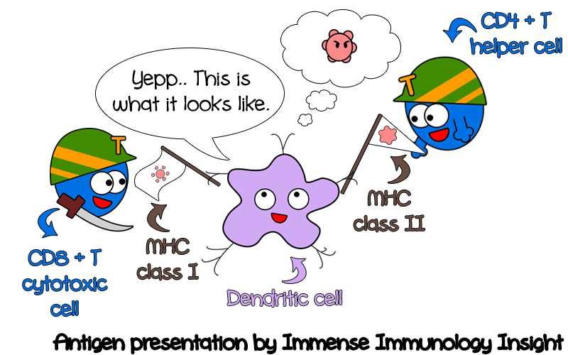 Az immun rendszer. B sejtek. Aktivációjuk során immunglobulin termelésére képesek.