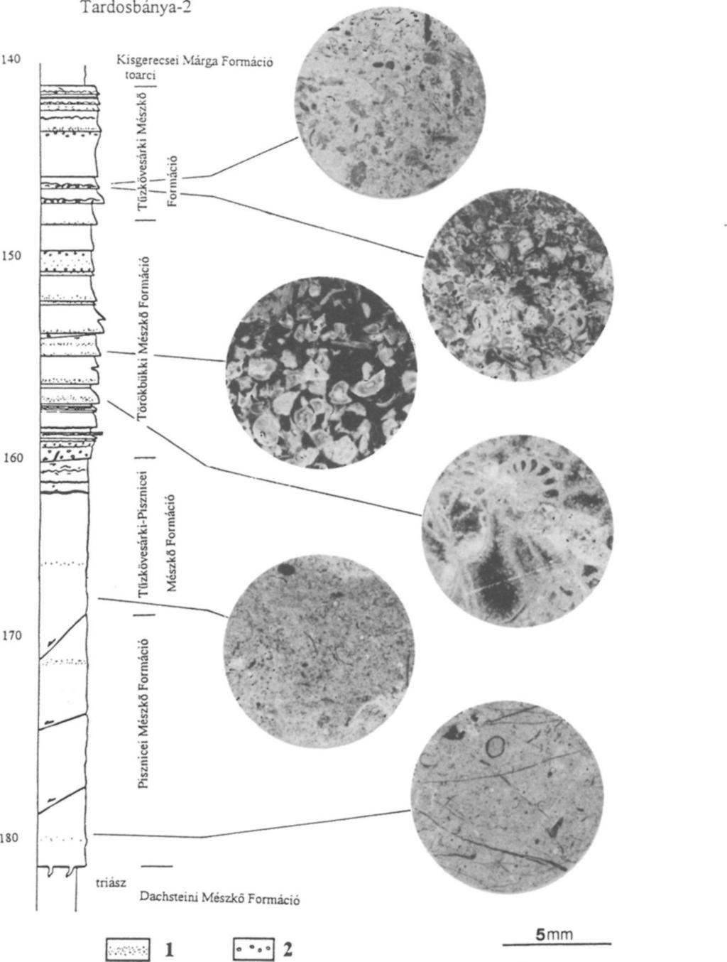 dúsan bioklasztos, crinoideás rétegtag. 2. gumós, intraklasztos jelleg. Litosztratigráfiai besorolás KONDA (1982) alapján Fig. 5.