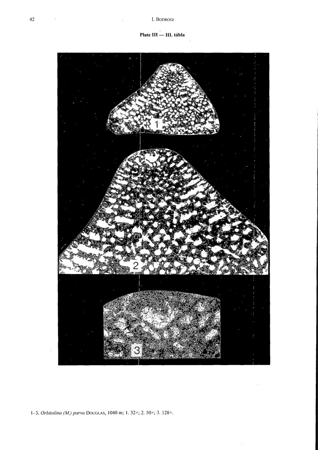Plate III III. tábla 1-3. Orbitolina (M.