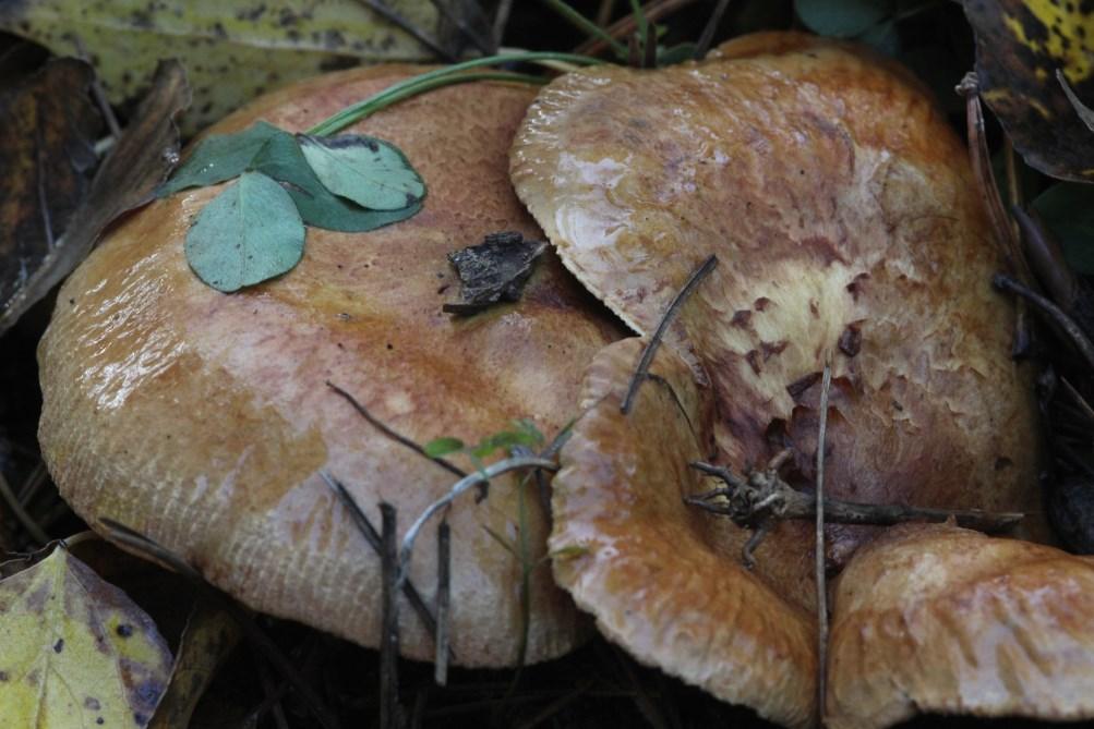 Pelyhestönkű fülőke - Collybia confluens 94. Pihe nyálkagomba - Stemonitis fusca 95. Pikkelyes fagomba - Neolentinus lepideus 96. Pikkelyes tinóru - Strobilomyces strobilaceus 97.