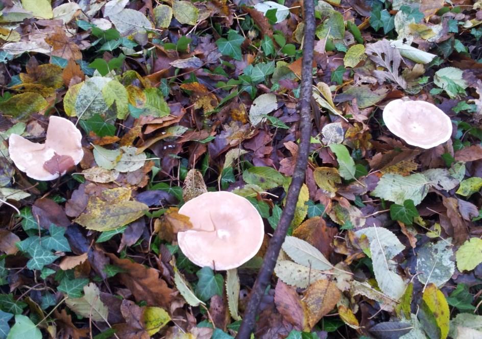 (syn.: Clitocybe geotropa)