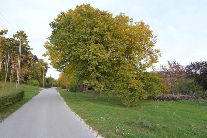 TELEPÜLÉSKÉPI SZEMPONTBÓL MEGHATÁROZÓ TÁJI ÉS TERMÉSZETI ÉRTÉKEK Hegyesd geomorfológiai elhelyezkedésének és természeti értékelnek köszönhetően jelentős