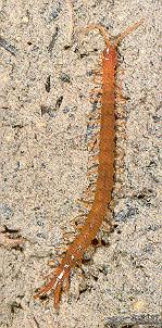 - vakszkolopendra Fam.: Scolopendridae -pontszemeik vannak, nagyok (max. 26 cm!