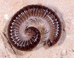 Classis: Diplopoda ikerszelvényesek Subclassis: Chilognatha ezerlábúak Ordo: Julida - Vaspondrók -törzsszelvény több, mint 40, egész életükben növekszik (max.
