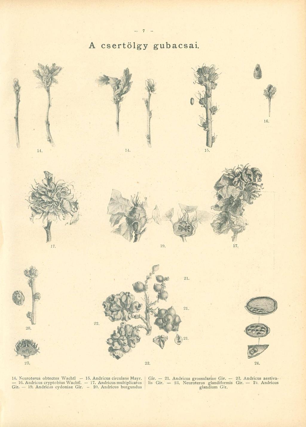 14. Neuroterus obtectus Wachtl 15. Andricus circulans Mayr. 16. Andricus cryptobius Wachtl. 17. Andricus multiplicatus Gir. 19. Andricus cydoniae Gir.