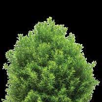cm Cukorsüvegfenyő Picea glauca Conica, Ft/db, 2