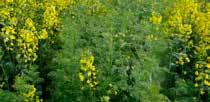 bursa-pastoris) Kétszikű, T1 kora őszi áttelelő gyom Ragadós galaj Mezei árvácska (Viola arvensis) Kétszikű,