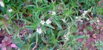hederifolia) Kétszikű, T1 kora őszi áttelelő gyom Repcedarázs (Athalia rosae) A fiatal, 3-4 leveles repcében