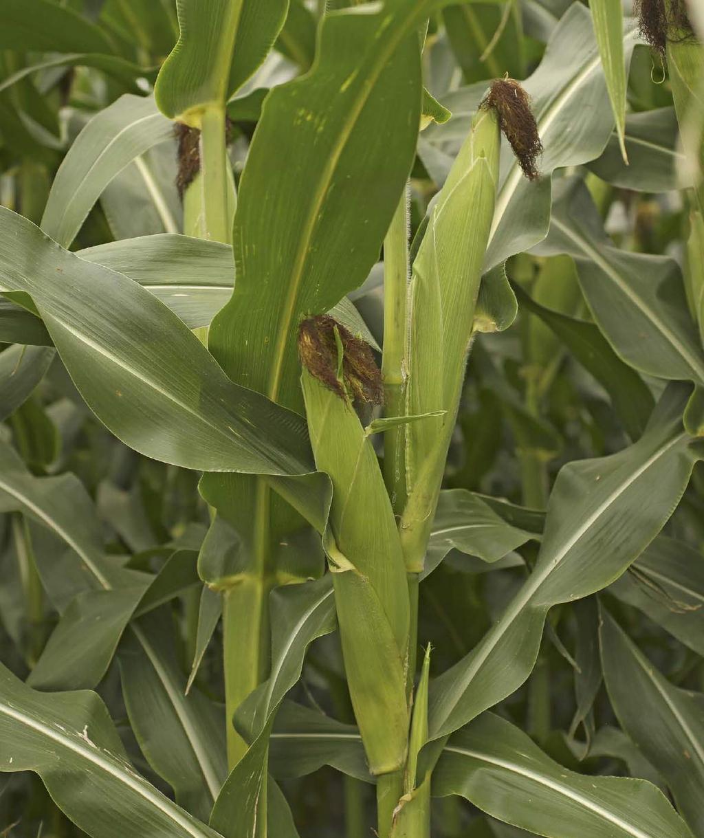 HÍRADÓ A Crop Science