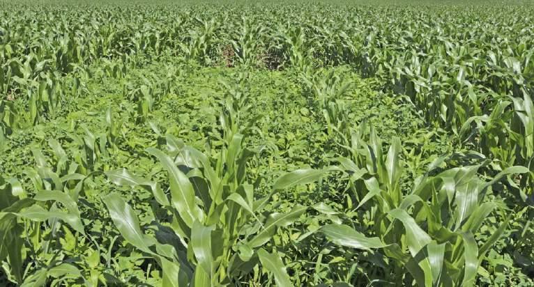 04 HÍRADÓ 2016. TECHNOLÓGIA Egy új herbicid a kukoricában Capreno A kukorica termelők gyomosodási oldalról egyre több problémával találják magukat szemben.