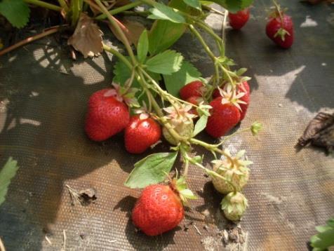 végeztük öt szamócafajta ( Asia, Joly, Marianna, Roxana és Thuchampion ) bevonásával (1. ábra). Az Asia és a Roxana az olasz New Fruits, a Joly a szintén olasz C.I.V.