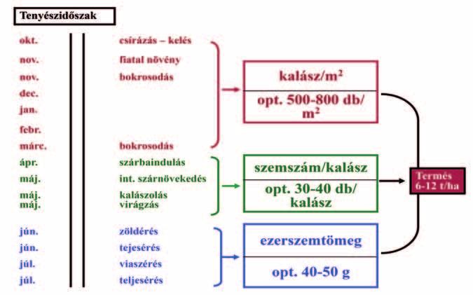 Tartamkísérleti eredményeink is az évjárat búza termésmennyiségére (és minőségére) gyakorolt kifejezetten erőteljes hatását bizonyították.