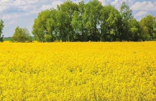 Nemesítő: AZ ÚJGENERÁCIÓS REPCEHIBRID AGRONÓMIAI közép-korai 500 ezer csíra/ha ŐSZI KÁPOSZTAREPCE augusztus 20-tól szeptember 15-ig PEDRO Hibridrepce TERMELŐI VÉLEMÉNY 150 ha-on vetettem Pedro