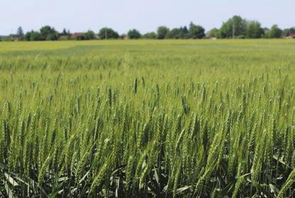 Nemesítő: TENGERNYI PRÉMIUM PRÉMIUM ŐSZI KALÁSZOS AGRONÓMIAI Kalásztípus: szálkás kalászú korai 3,5-3,8 millió csíra/ha 170-190 kg/ha október 5-től október 15-ig MIDAS Prémium őszi búza A Prémium