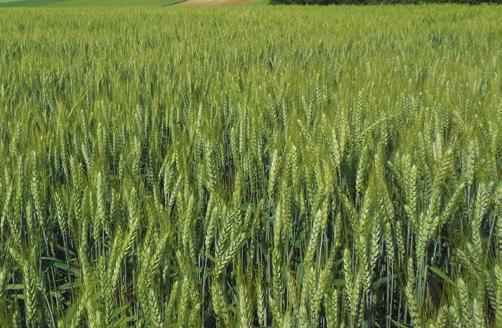 Nemesítő: PRÉMIUM A NÉGYZETEN AGRONÓMIAI Kalásztípus: szálkás kalászú korai 3,7-4,1 millió csíra/ha 170-190 kg/ha PRÉMIUM ŐSZI KALÁSZOS szeptember25-től október 25-ig ADESSO Prémium őszi búza