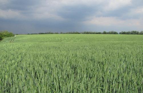 Nemesítő: PRÉMIUM ŐSZI KALÁSZOS AGRONÓMIAI Kalásztípus: szálkás kalászú igen korai 3,5-3,8 millió csíra/ha 170-200 kg/ha október 5-től október 20-ig ÚJ TOPKAPI Bőtermő őszi búza A Prémium kategória