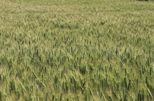 Nemesítő: A SZÁLKÁS BŐTERMŐ BŐTERMŐ ŐSZI KALÁSZOS AGRONÓMIAI Kalásztípus: szálkás kalászú korai 3,5-3,8 millió csíra/ha 170-190 kg/ha október 5-től október 20-ig GAUDIO Bőtermő őszi búza A