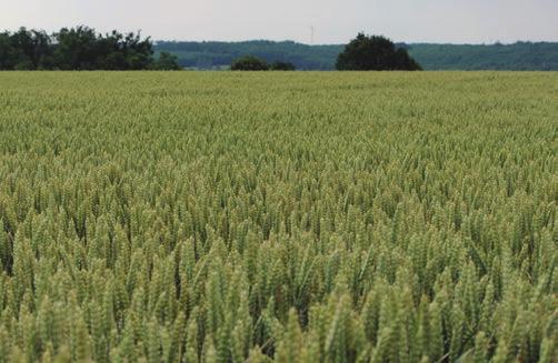 Nemesítő: TENGERNYI TERMÉS AGRONÓMIAI Kalásztípus: tar kalászú korai 3,8-4,1 millió csíra/ha 170-190 kg/ha BŐTERMŐ ŐSZI KALÁSZOS szeptember 25-től október 20-ig BALATON Bőtermő őszi búza TERMELŐI