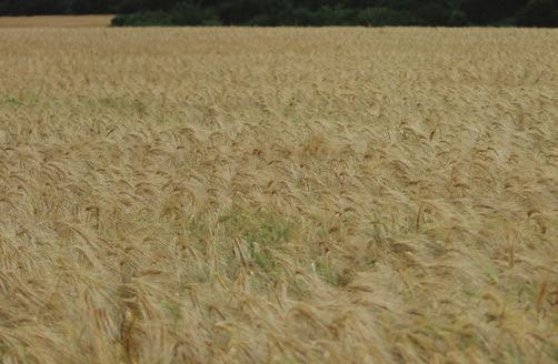 A PANNON BŐTERMŐ AGRONÓMIAI közép 3,8-4,1 millió csíra/ha 170-190 kg/ha szeptember 25-től október 20-ig BŐTERMŐ ŐSZI KALÁSZOS Nemesítő: ALORA Bőtermő őszi árpa (hatsoros) Az Alora egy modern