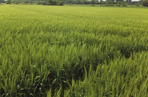 TENGERNYI PRÉMIUM BŐTERMŐ TAVASZI KALÁSZOS AGRONÓMIAI Kalásztípus: szálkás kalászú korai 3,9-4,2 millió csíra/ha 180-200 kg/ha február végétől március 20 -ig LEGUAN Bőtermő tavaszi búza Korán